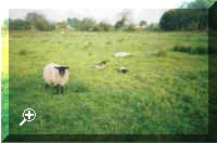 Meadows 1.jpg (51992 bytes)