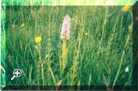 Meadows 2.jpg (73801 bytes)