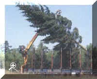 Tree-felling.jpg (62153 bytes)