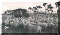 sheepflocks2.jpg (87510 bytes)