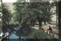 stream_oldbenttree.jpg (116425 bytes)