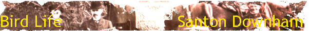 Bird Life