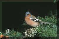 Chaffinch.jpg (22902 bytes)