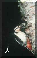 Great_Spotted_Woodpecker.jpg (20149 bytes)