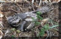 Nightjar.jpg (42403 bytes)