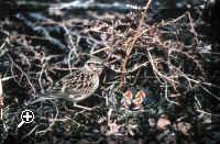 Woodlark.jpg (43897 bytes)